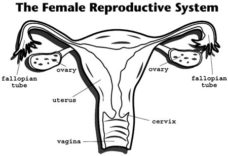 Akshar_Pediatrics_Pelvic Exam, The 2